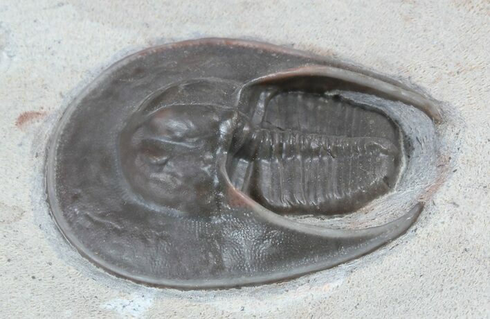 Harpid Trilobite From Jorf - Rare At Location #56492